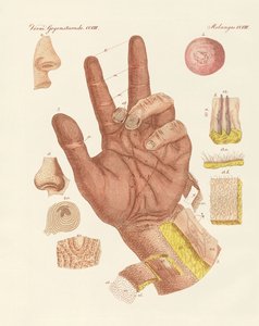 The Sense, or View of the Human Skin by German School