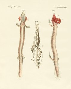 The Sinuous Proteus by German School