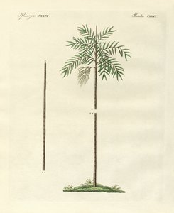 The Slim Palm of New Ireland by German School