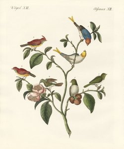 The smallest birds by German School