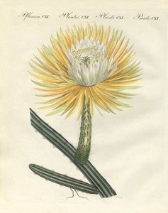 The Splendid Large-Flowered Torch Thistle by German School