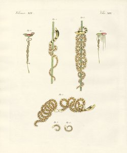 The Winding Nais