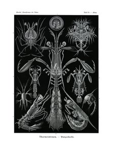 Thoracostraca by German School