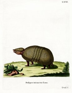 Three-banded Armadillo