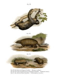 Three-toed Sloth