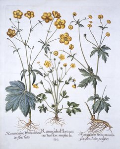 Three Varieties of Buttercup, from Hortus Eystettensis