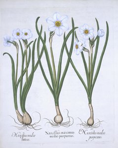 Three white Narcissi, from Hortus Eystettensis by Basil Besler, pub. 1613