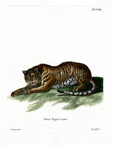 Tiger by German School