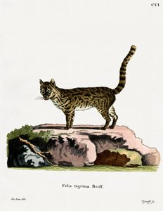 Tiger Cat by German School
