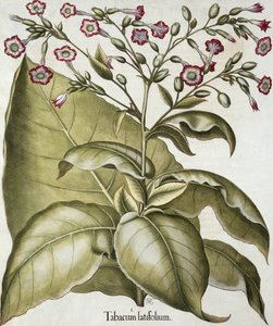 Tobacco plant, from the Hortus Eystettensis by Basil Besler, pub. 1613