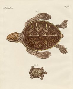 Tortoises by German School