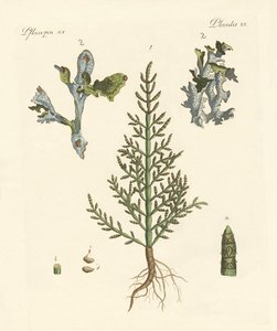 Trading and Medicinal Plants by German School