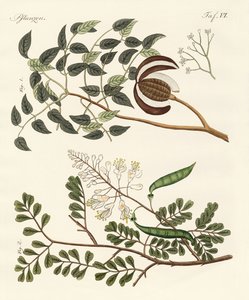 Trees from hot countries