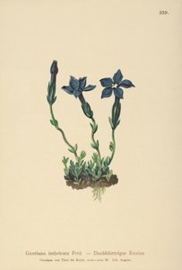 Triglav Gentian