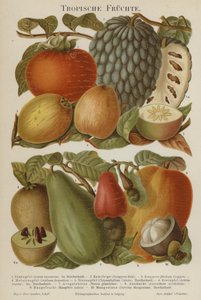 Tropical Fruits by German School