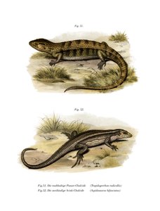 Tropidogerrhon Rudicollis