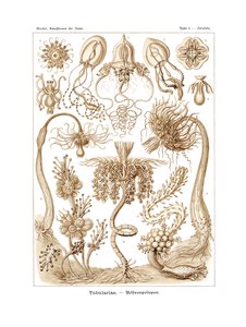 Tubulariae, 1899-1904