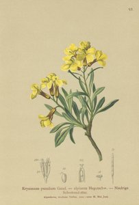 Tufted Wallflower by German School