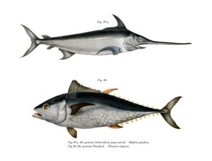 Tuna by German School