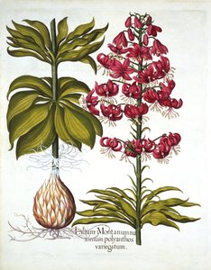 Turks Cap Lily, from Hortus Eystettensis