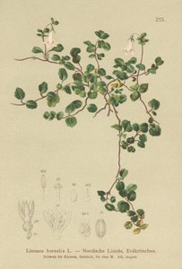 Twinflower by German School