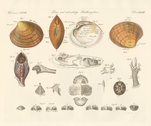 Two- and Morevalve Conch Cases or Mussels by German School
