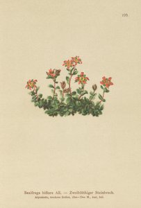 Two Flowered Saxifrage by German School