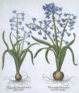 Two blue Hyacinths, from Hortus Eystettensis by Basil Besler, pub. 1613 by German School