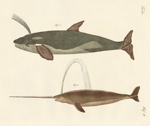 Two Kinds of Whales by German School