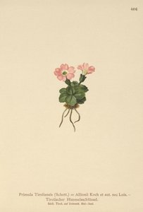 Tyrolean Primrose
