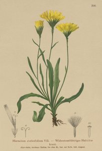 Umbrella Milkwort by German School