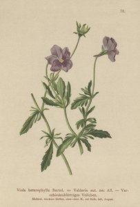 Valderia Violet