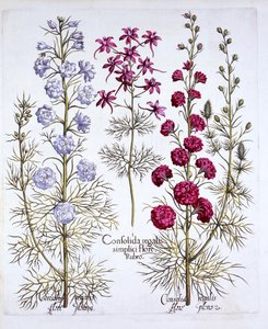 Varieties of Larkspur, from Hortus Eystettensis
