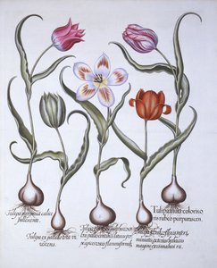 Varieties of Tulip, from Hortus Eystettensis by German School