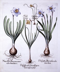 Various Narcissi, from Hortus Eystettensis