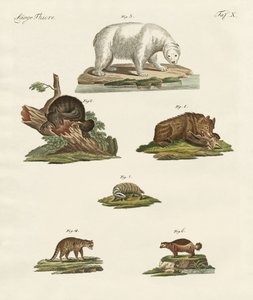 Various kinds of bears