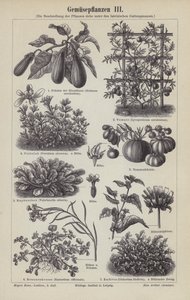 Vegetables by German School