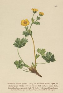 Villous Cinquefoil by German School