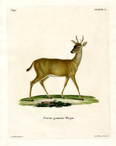 Virginian Deer by German School