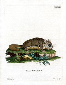 Virginian Flying Squirrel by German School