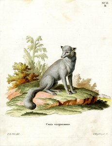 Virginian Fox by German School