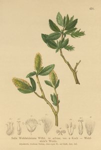 Waldsteins Willow