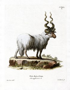Wallachian Sheep by German School