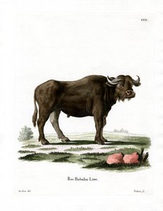 Water Buffalo by German School