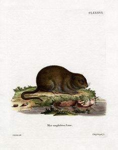 Water Rat by German School