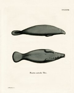 West Indian Manatee by German School