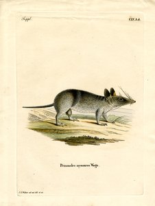 Western Barred Bandicoot by German School