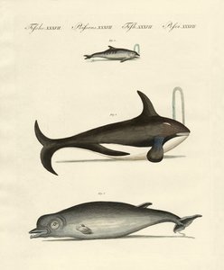 Whales and dolphins by German School