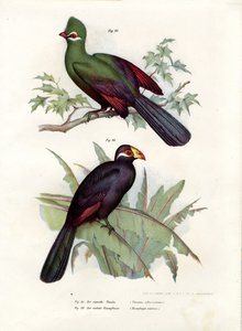 White-crested Turaco by German School