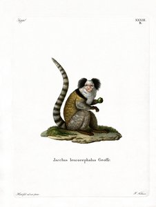 White-headed Marmoset by German School